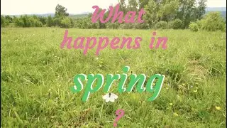 What happens in spring?