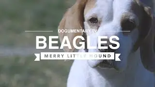 BEAGLES THE MERRY LITTLE HOUND