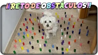 PERRO🐶 vs HUMANO🧑🏻‍🦱! RETO de Obstáculos de COLORES! Anima Dogs