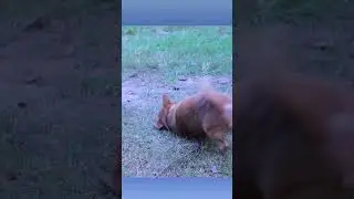 Dog🐶funny rolling on the ground#54kviral#shorts