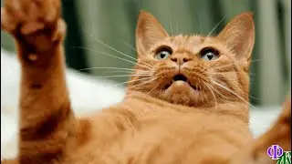 - Скизи! Медленно прибрал свои когтяжки и слез со шторы! - зашипела я. Кот обиделся и…