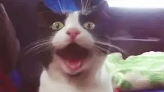Funny cat