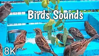 8K Bird Eats Rice at Sunrise !! Bird Sounds Spectacular !! Relaxing Bird Sounds