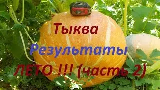 Выращивание тыквы !!! (Часть 2-я ) Летние результаты !!!