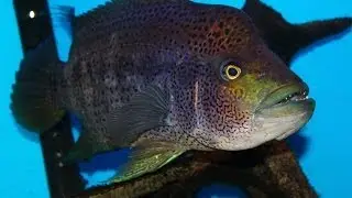 Very Aggressive Fish - The Growing Pains of keeping a Wolf Cichlid Parachromis dovii