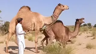 Very interesting scenes of black colored female camels and red colored male camels || camel by thar