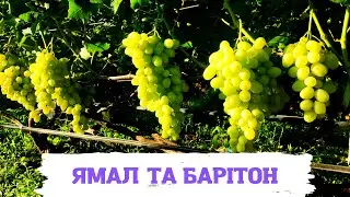 Ямал та Барітон