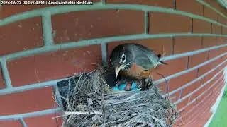 Baby American Robin Hatches and Takes it's First Meal from Mom. ❤️