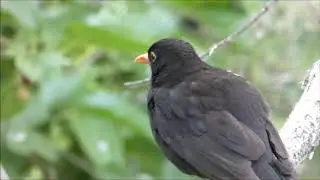 Fauna en Madrid Rio y el Parque Lineal del Manzanares.  1-6-2019