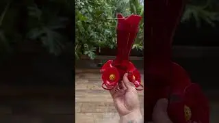 Hummingbird Training