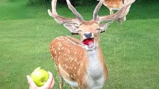 99.9% Can’t stop cracking up at these animals - Funniest ANIMAL Videos 2025