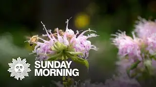 Nature: Wildflowers in Ohio