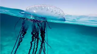 A poisonous boat drifting in the ocean