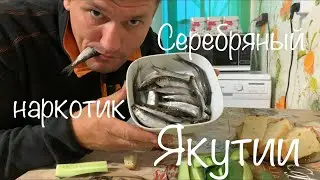 Серебряный наркотик Якутии ( Тугунок )