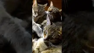 Внучка Сарра, мама Ева и бабушка спят вместе.😾🐯🐈🏡