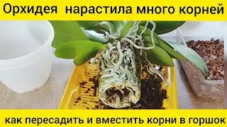 Орхидея нарастила огромные корни || Как пересадить орхидею с большими корнями