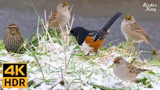 Cat TV for Cats to Watch 😺 Birds in the Snow Spectacular Chatty Squirrels 🐿 8 Hours 4K HDR