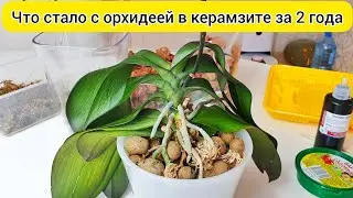 Что стало с орхидеей за 2 года в КЕРАМЗИТЕ Пересадка орхидеи в закрытую систему