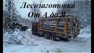 Работа в лесосеке. От А до Я. От валки до вывозки.