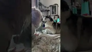 Husky Owner Tries To Act Like A Husky!!! (HILARIOUS)