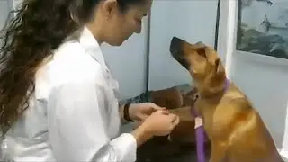 The Dog's gentle response to being treated and cured by the vet 🤣 Funny Dog's Reaction