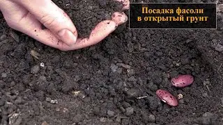 Посадка фасоли в открытый грунт семенами