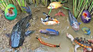 Colorful surprise eggs lobster snake cichlid betta fish turtle butterfly fish goby fish