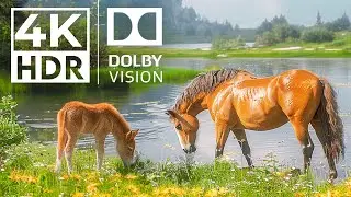 EXPERIENCE ULTIMATE 4K HDR | with Cinematic Sound (Colorful Animal Life)