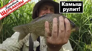 Потеплело и КАРАСЬ опять СТАЛ КЛЕВАТЬ на удочку! Рукотворные ОКНА В КАМЫШЕ. Забродка.