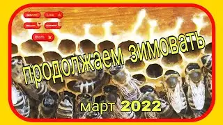 Пчелы*зимовка продолжается