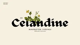 ED Celandine Typeface Font Free Download