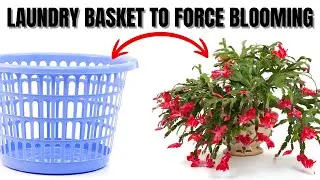 Christmas Cactus Forced Blooming With A Laundry Basket | Maximize Flowering | Total Care Guide