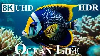 OCEAN LIFE 8K HDR – 8K Coral Reefs and Ocean Animals