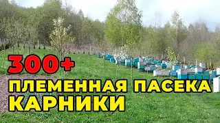 Племенные матки карники от Богдана Болюбаша