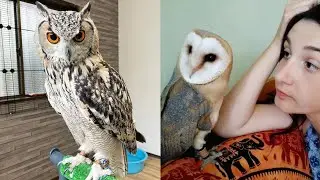 OWL BIRDS🦉- Funny Owls And Cute Owls Videos Compilation (2021) 