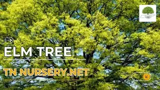 Elm Tree - TN Nursery