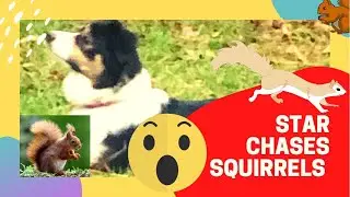 Mini Australian Shepherd Searching for Squirrels   Having Fun Playing Outside