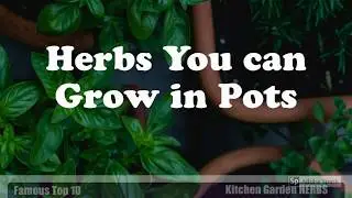 Famous Top 10 Kitchen Garden Herbs | Kitchen Garden Herbs in Pots