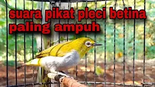 Suara Pikat Pleci Betina Sangat Ampuh || Call Pleci Betina