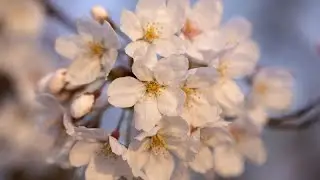 В Токио и Бонне - сезон цветения сакуры