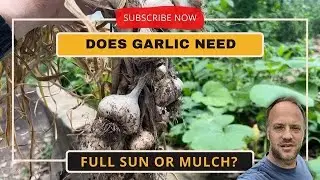 When and How to Grow Tons of Garlic!?