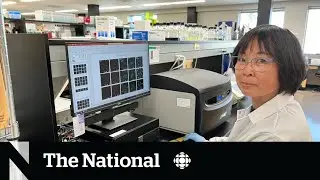 Sask. scientists developing avian flu vaccines