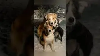 Вот это собака!Вот это помощник!