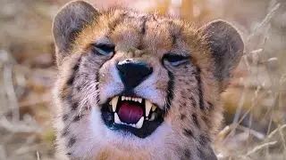 How Many CHEETAH CUBS Survived? | The Lion Whisperer