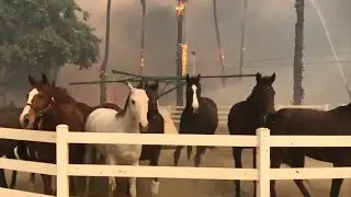 Horses flee San Diego fires