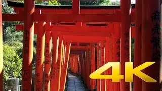 Nezu-Jinja Shrine - Tokyo - 根津神社 - 4K Ultra HD