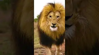 Walking with LION BROTHERS  