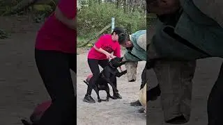 🛑Pitbull attack. Dog training. Detention of the violator. GUARD. Odessa. Ukraine.