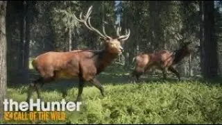 Call of the Wild | ft. Just Viper