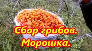 Сбор грибов.   Морошка.